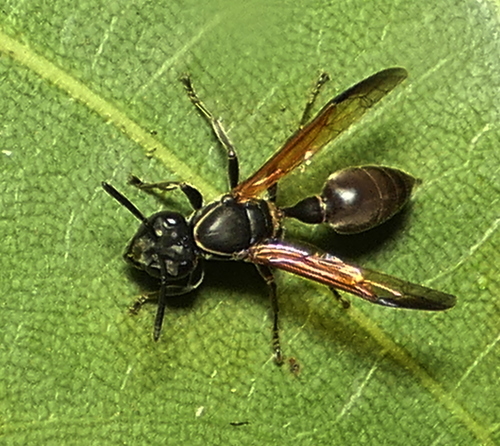 Ferocious polybia wasp photo 3