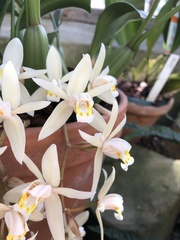 Coelogyne flaccida