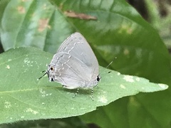 Strephonota tephraeus