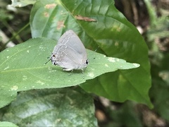 Strephonota tephraeus