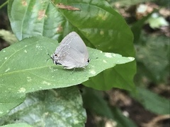 Strephonota tephraeus