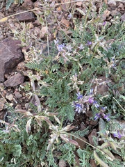 Astragalus nothoxys