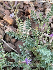 Astragalus nothoxys