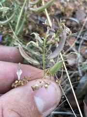 Astragalus nothoxys