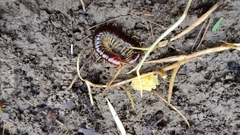 Scolopocryptops nigrimaculatus