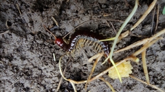 Scolopocryptops nigrimaculatus