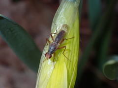 Norellia spinipes
