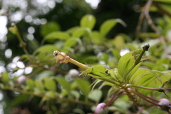 Image of Burmeistera microphylla
