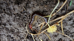 Scolopocryptops nigrimaculatus