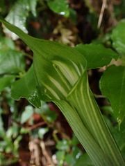 Arisaema consanguineum