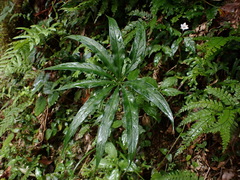 Arisaema consanguineum