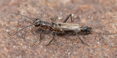 Allocapnia minima
