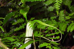 Arisaema formosanum