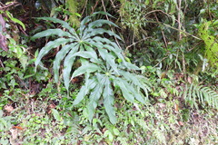 Arisaema consanguineum