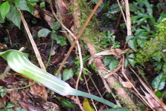 Arisaema consanguineum