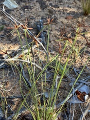 Cyperus rupestris