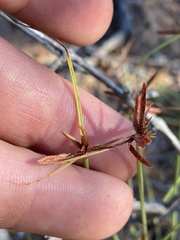 Cyperus rupestris