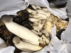 Pleurotus columbinus