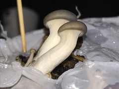 Pleurotus columbinus