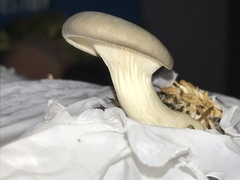 Pleurotus columbinus