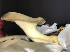 Pleurotus columbinus