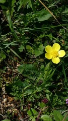 Ranunculus bullatus