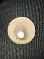 Pleurotus columbinus