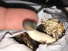 Pleurotus columbinus