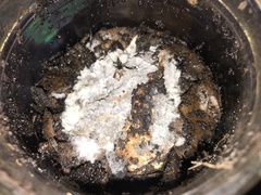 Pleurotus columbinus