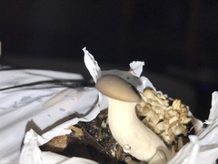 Pleurotus columbinus