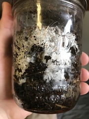 Pleurotus columbinus