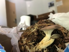 Pleurotus columbinus