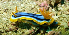 Chromodoris elisabethina