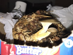 Pleurotus columbinus