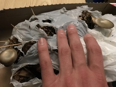 Pleurotus columbinus