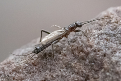 Allocapnia minima