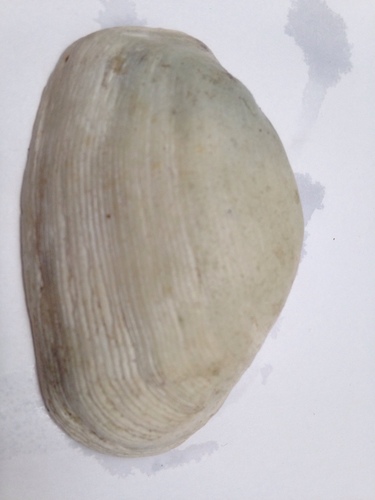 Platyodon cancellatus