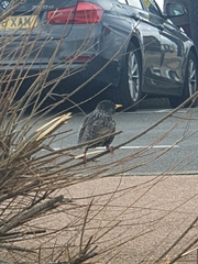 Sturnus vulgaris