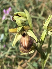Ophrys sphegodes
