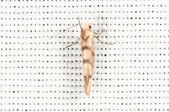 Argyresthia alternatella