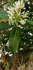 Cestrum diurnum