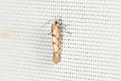 Argyresthia alternatella