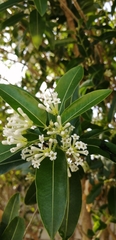 Cestrum diurnum