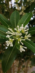 Cestrum diurnum