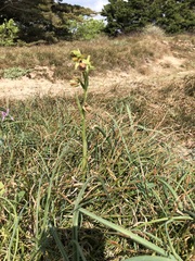 Ophrys sphegodes