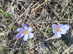 Crocus neglectus