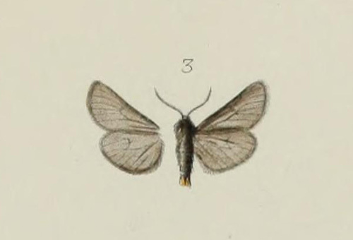 Paracles imitatrix