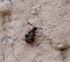 Bruchidius bimaculatus