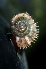 Plectotropis gerlachi