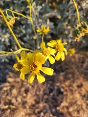 Encelia farinosa